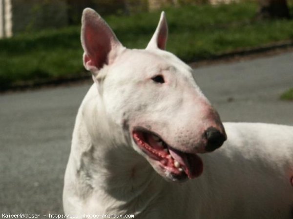 Photo de Bull terrier miniature