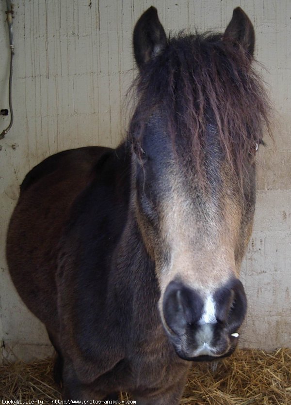 Photo de Poney franais de selle