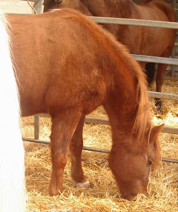 Photo de Poney franais de selle