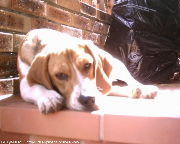 Photo de Beagle