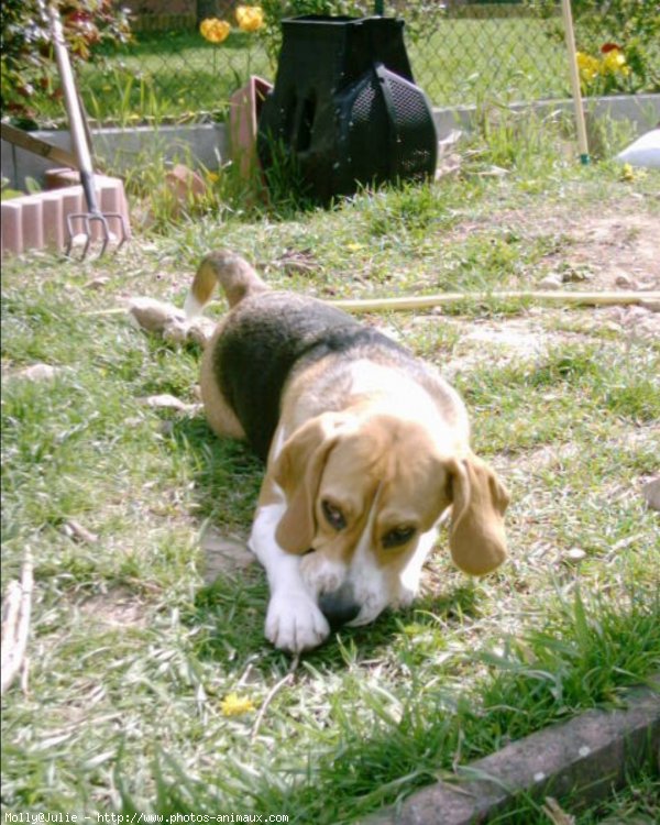 Photo de Beagle