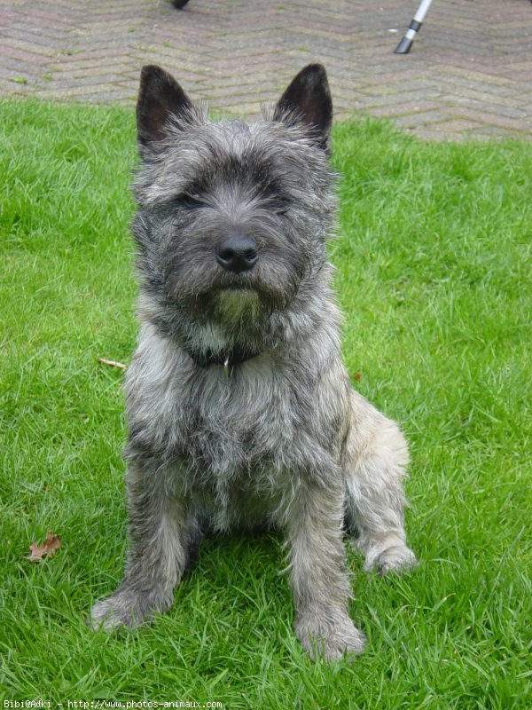 Photo de Cairn terrier