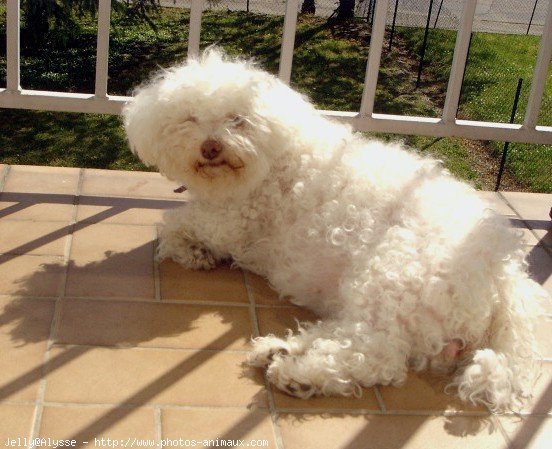 Photo de Bichon  poil fris