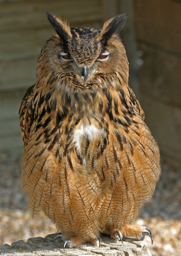 Photo de Hibou