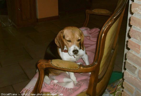 Photo de Beagle