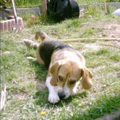 Photo de Beagle