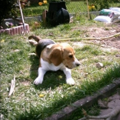 Photo de Beagle