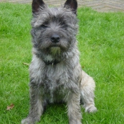 Photo de Cairn terrier