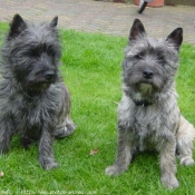 Photo de Cairn terrier