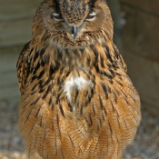 Photo de Hibou