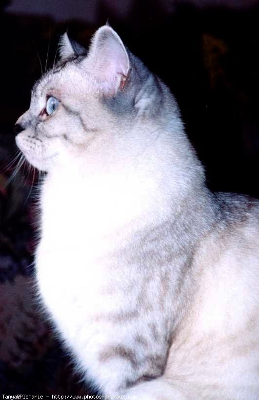 Photo de British shorthair