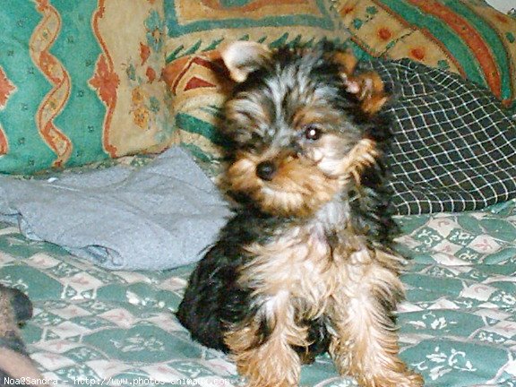 Photo de Yorkshire terrier