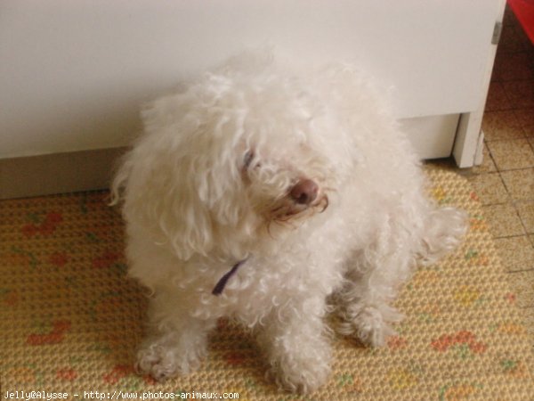 Photo de Bichon  poil fris