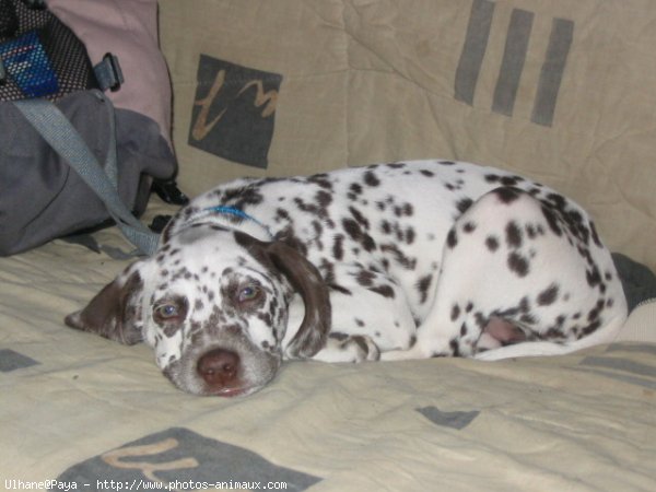 Photo de Dalmatien