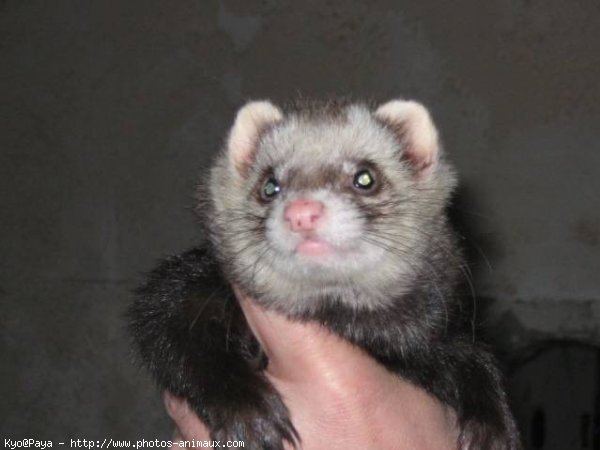 Photo de Furet