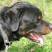 Photo de Rottweiler