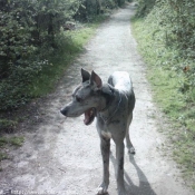 Photo de Dogue allemand