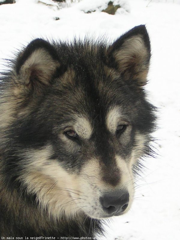 Photo de Malamute de l'alaska