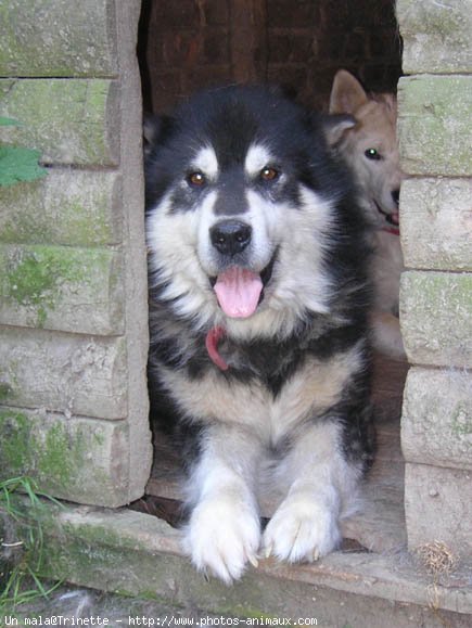 Photo de Malamute de l'alaska