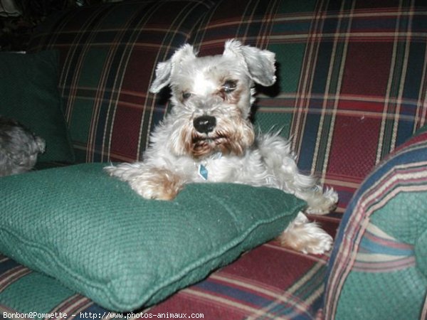 Photo de Schnauzer gant