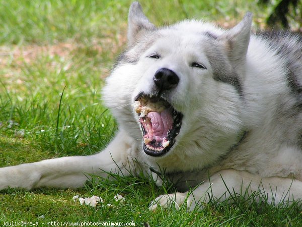 Photo de Husky siberien