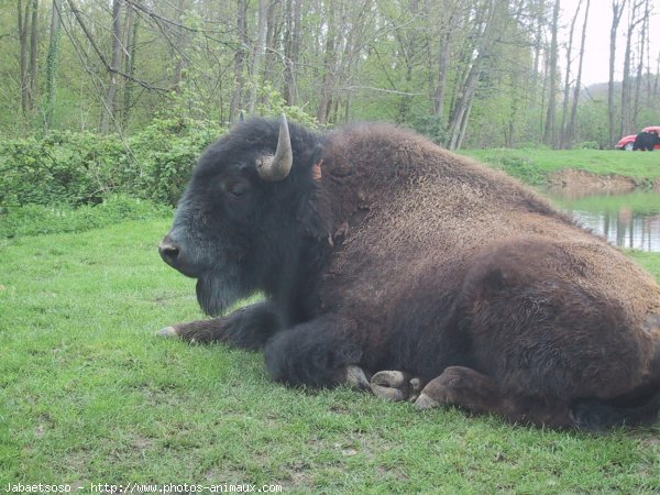 Photo de Bison