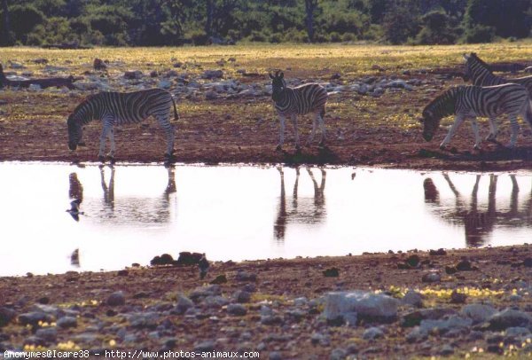 Photo de Zebre