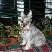 Photo de Schnauzer gant