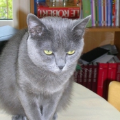 Photo de Chartreux