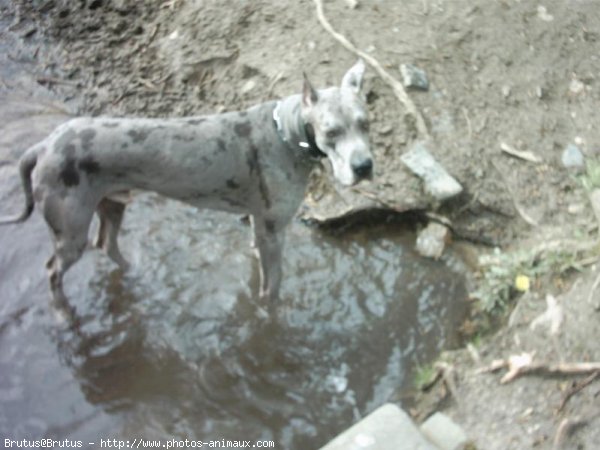 Photo de Dogue allemand