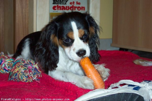 Photo de Cavalier king charles spaniel