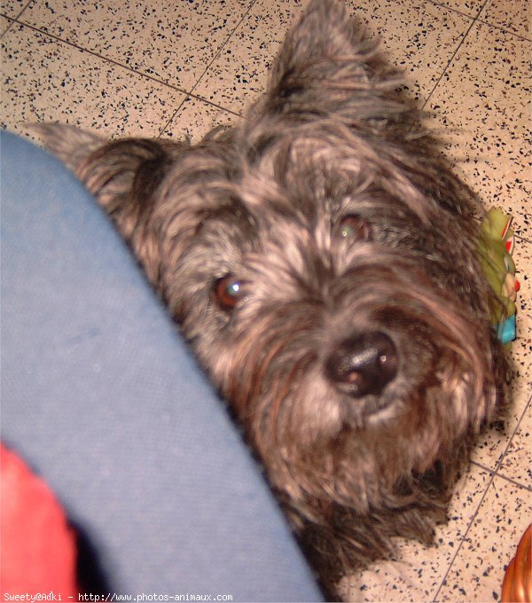 Photo de Cairn terrier