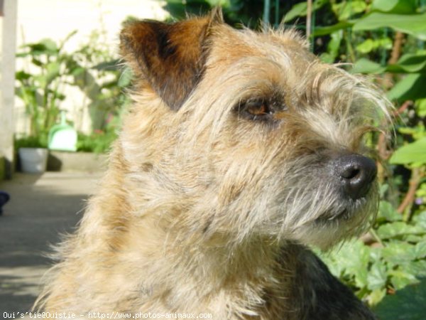 Photo de Border terrier