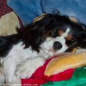 Photo de Cavalier king charles spaniel