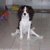 Photo de Cavalier king charles spaniel