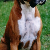 Photo de Boxer