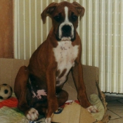 Photo de Boxer