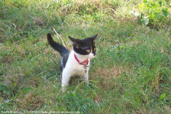 Photo de Chat domestique