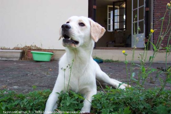 Photo de Labrador retriever