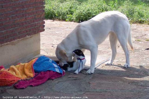 Photo de Races diffrentes