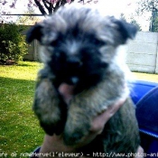 Photo de Cairn terrier