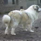 Photo de Chien de montagne des pyrnes