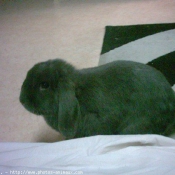 Photo de Lapin