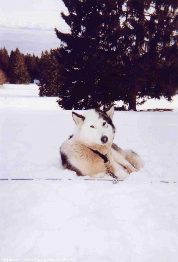 Photo de Husky siberien