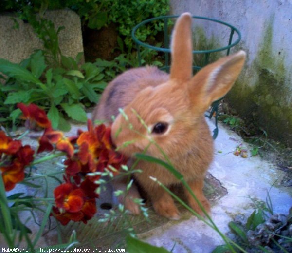 Photo de Lapin