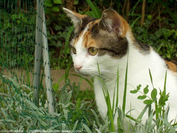 Photo de Chat domestique