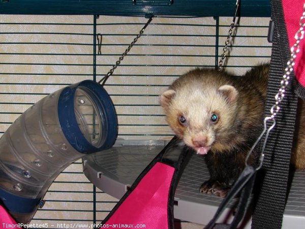 Photo de Furet