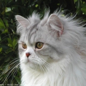 Photo de British longhair