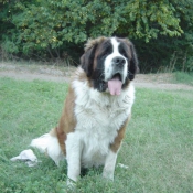 Photo de Saint-bernard poil long