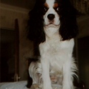 Photo de Cavalier king charles spaniel